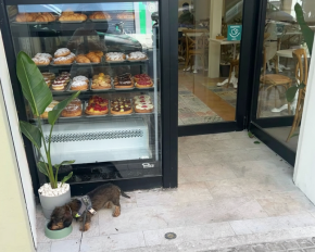 franquicia la croissanteria paris